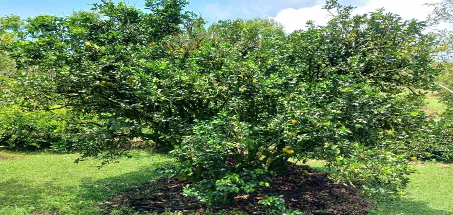 Finca en arriendo ubicada en Barbosa, sector Vereda las Lajas - 52