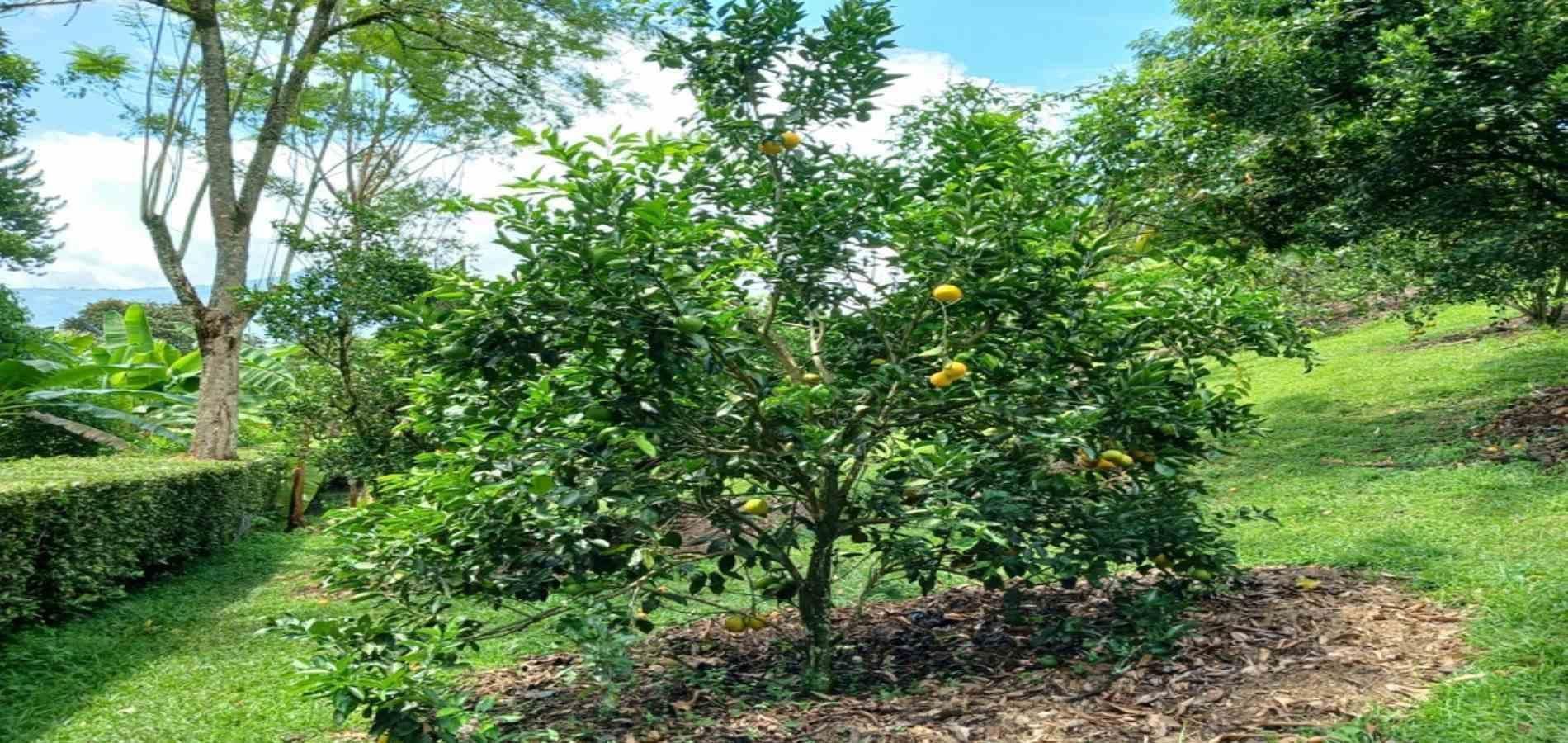 Finca en arriendo ubicada en Barbosa, sector Vereda las Lajas - 53