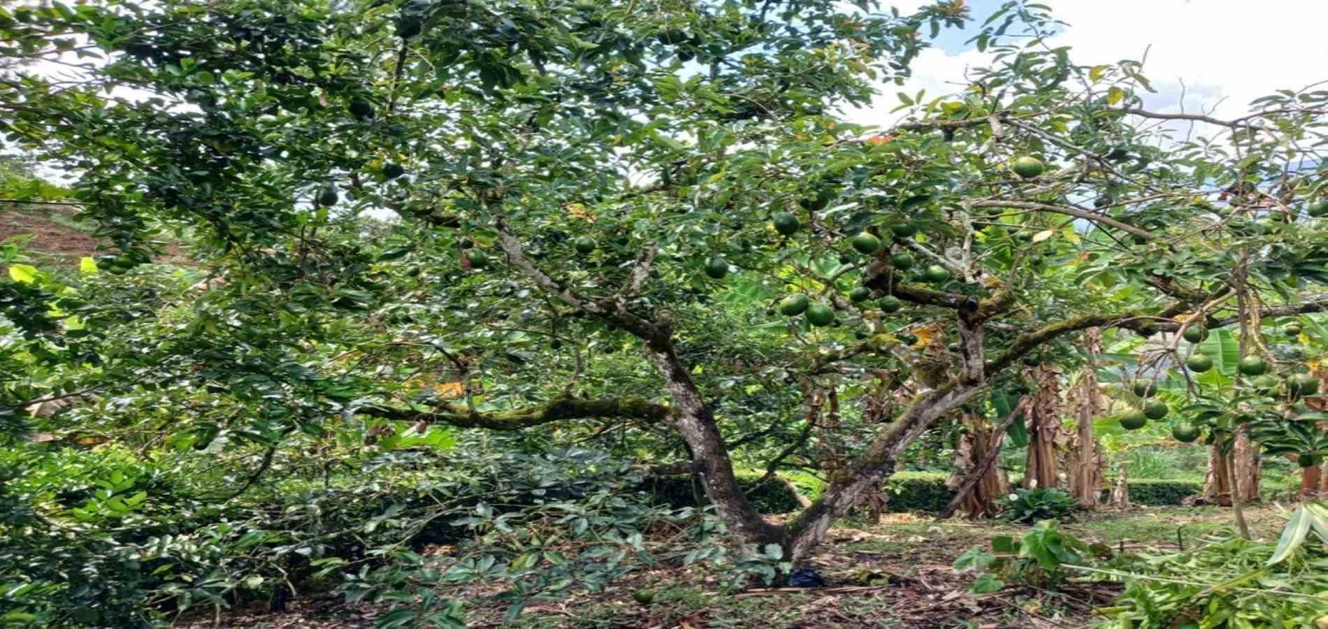 Finca en arriendo ubicada en Barbosa, sector Vereda las Lajas - 55