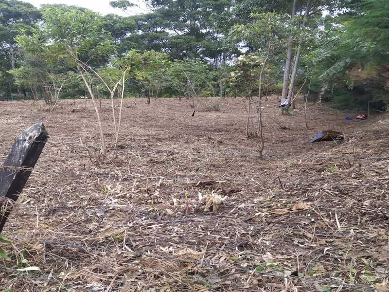 Lote en venta ubicado en Rionegro, sector Los Pinos - 4