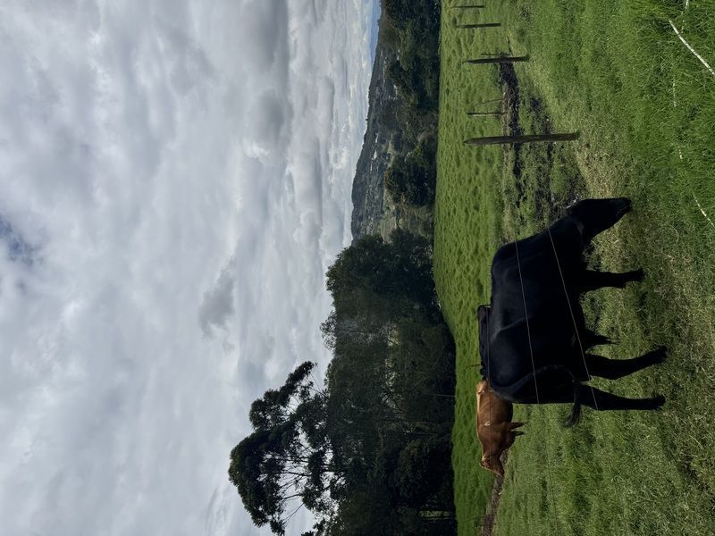 Lote en venta ubicado en La Ceja, sector Vereda el Guamito - 2