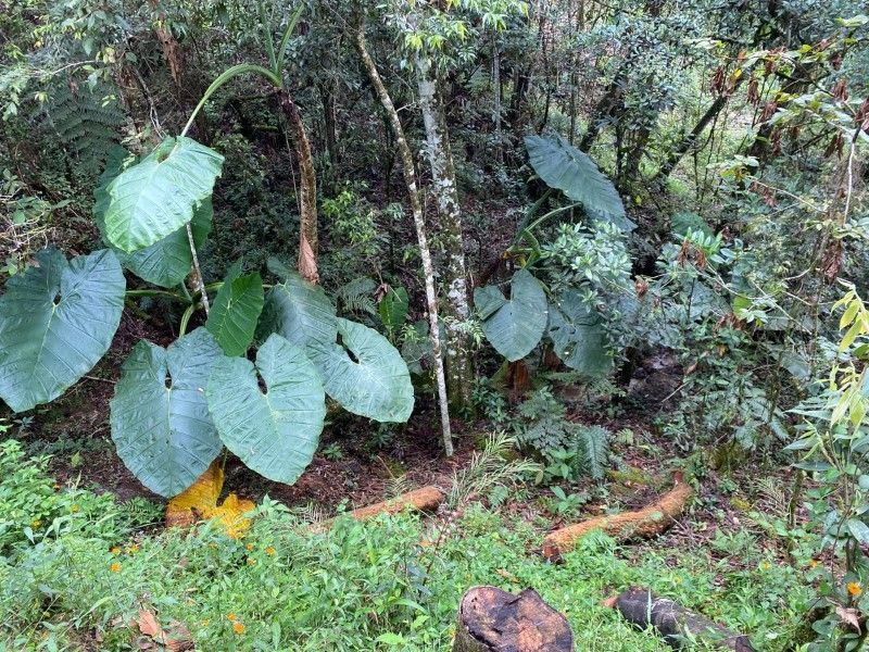 Lote en venta ubicado en Rionegro, sector Quirama - 5
