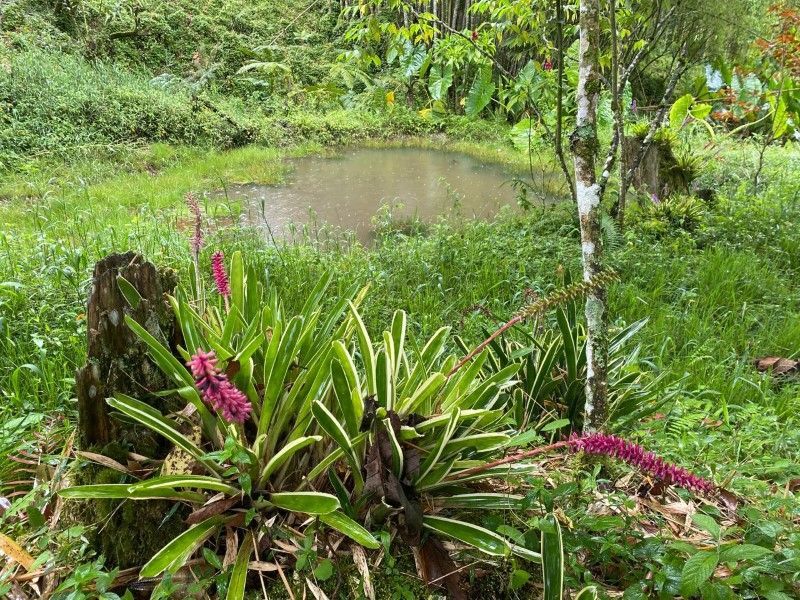 Lote en venta ubicado en Rionegro, sector Quirama - 9