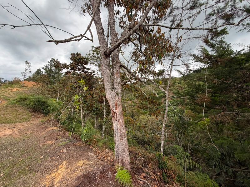 LOTE EN VENTA UBICADO EN LA CEJA SECTOR PUYACO - 10
