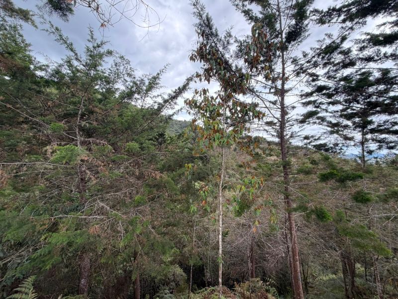 LOTE EN VENTA UBICADO EN LA CEJA SECTOR PUYACO - 7