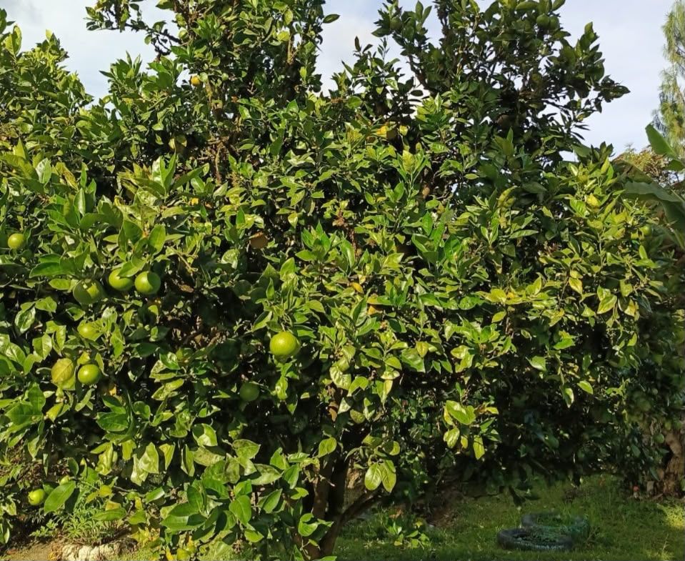 FINCA EN VENTA UBICADO EN RIONEGRO SECTOR VEREDA LAS HOJAS - 15